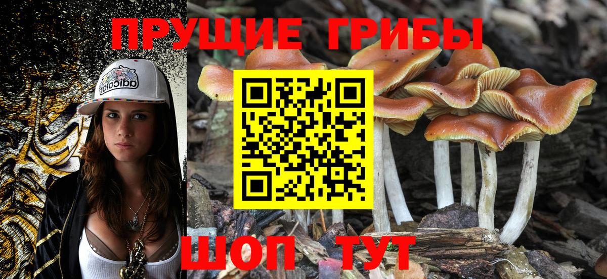 Псилоцибиновые грибы Psilocybe Сергиев Посад
